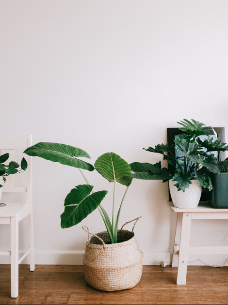 Diseño del hogar con decoraciones naturales, plantas