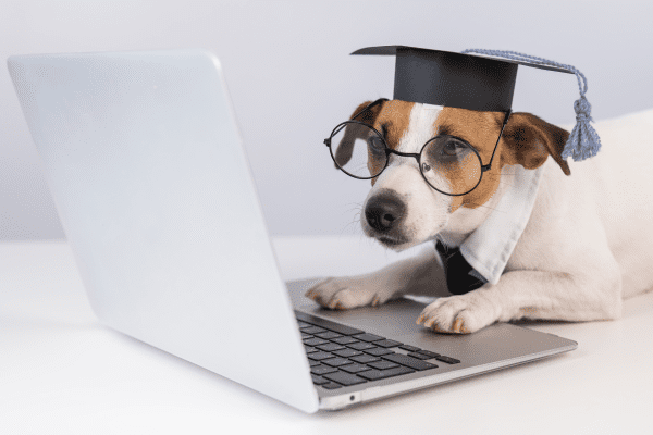 Perrito estudiando los beneficios de estudiar una maestría en de forma online